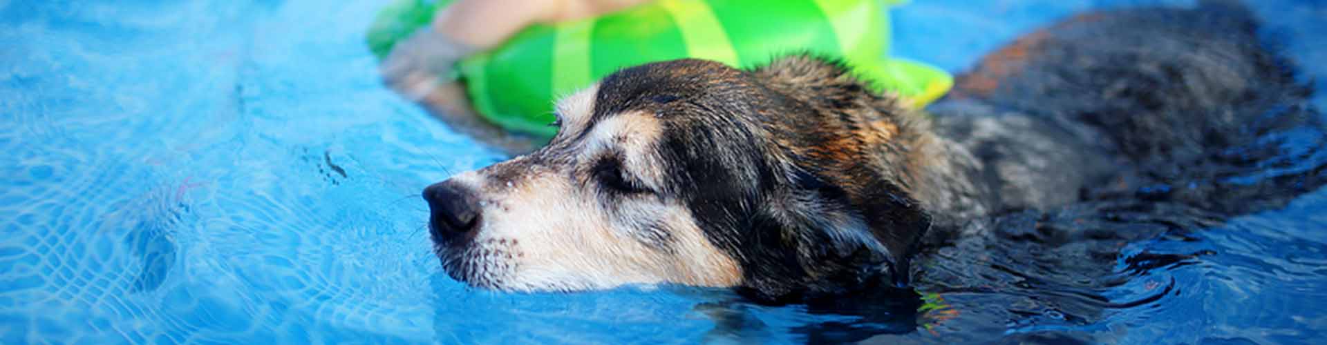 Kleine Planschbecken für Hunde